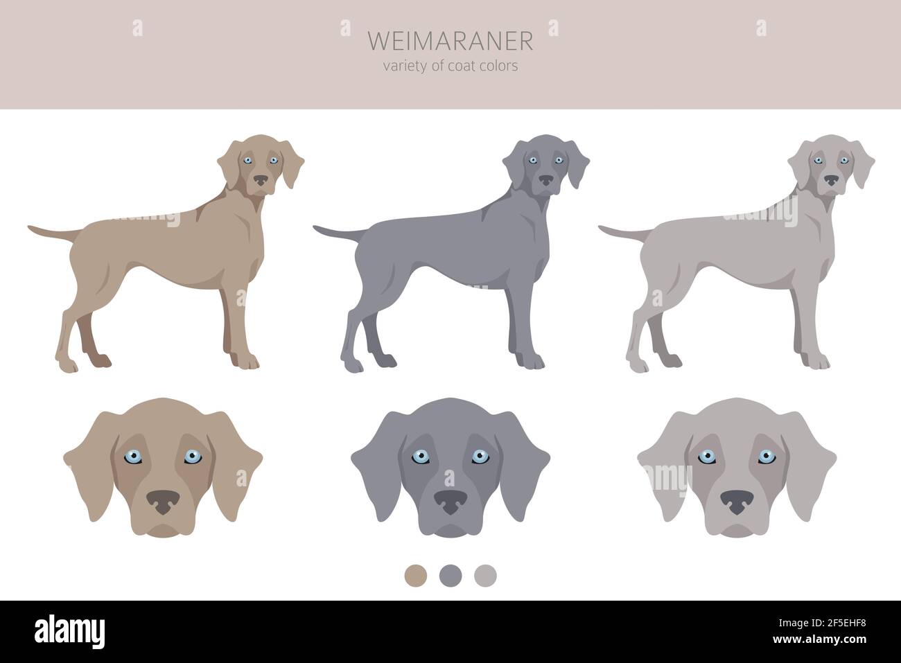 Weimaraner Poses, Coat Colors Set. Vector Illustration Stock Vector 