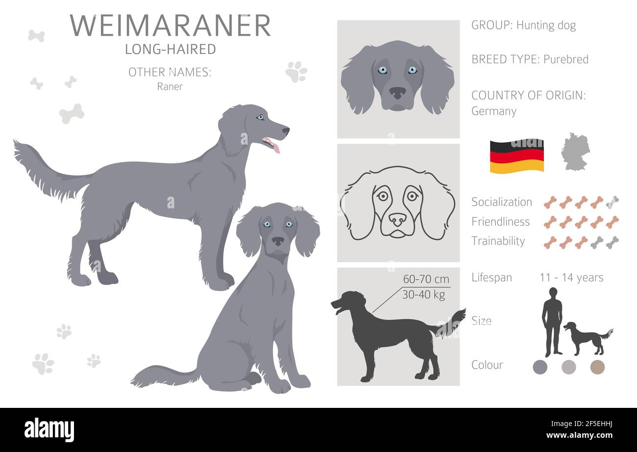 weimaraner color