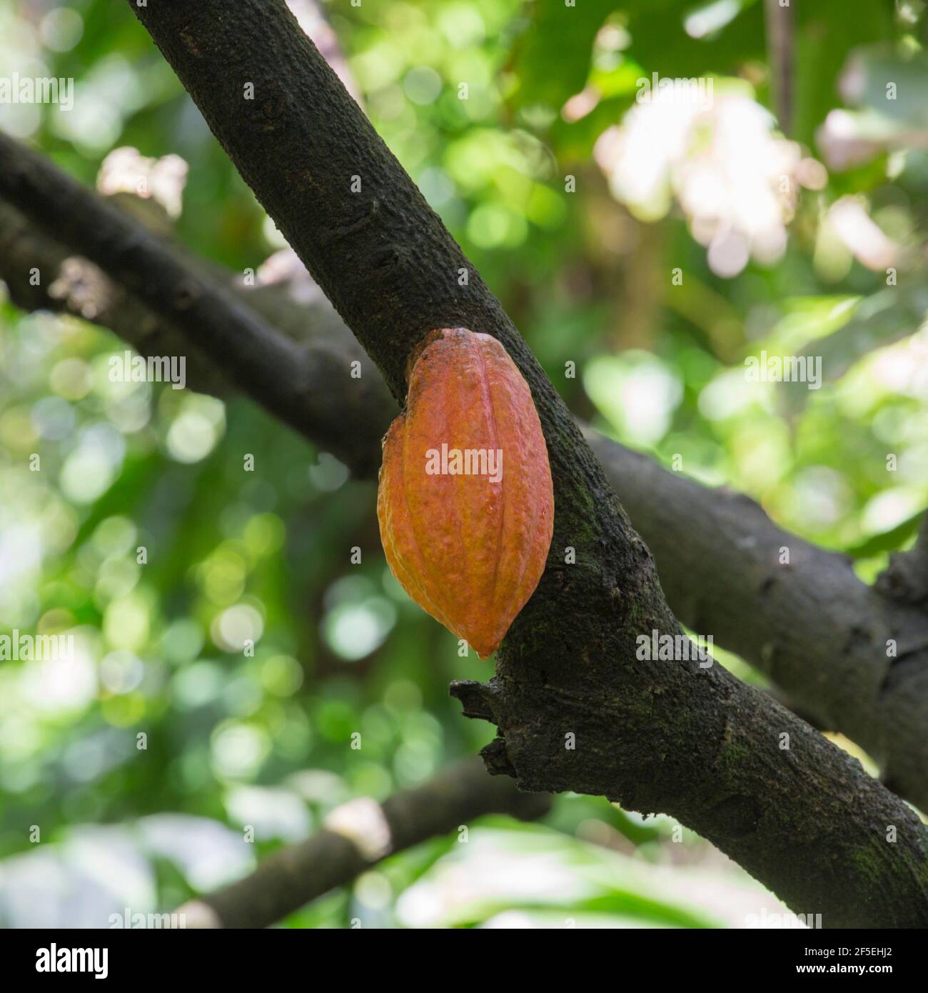 Soufriere, St Lucia. Ripe cacao pod hanging from tree in the Diamond Falls Botanical Gardens. Stock Photo