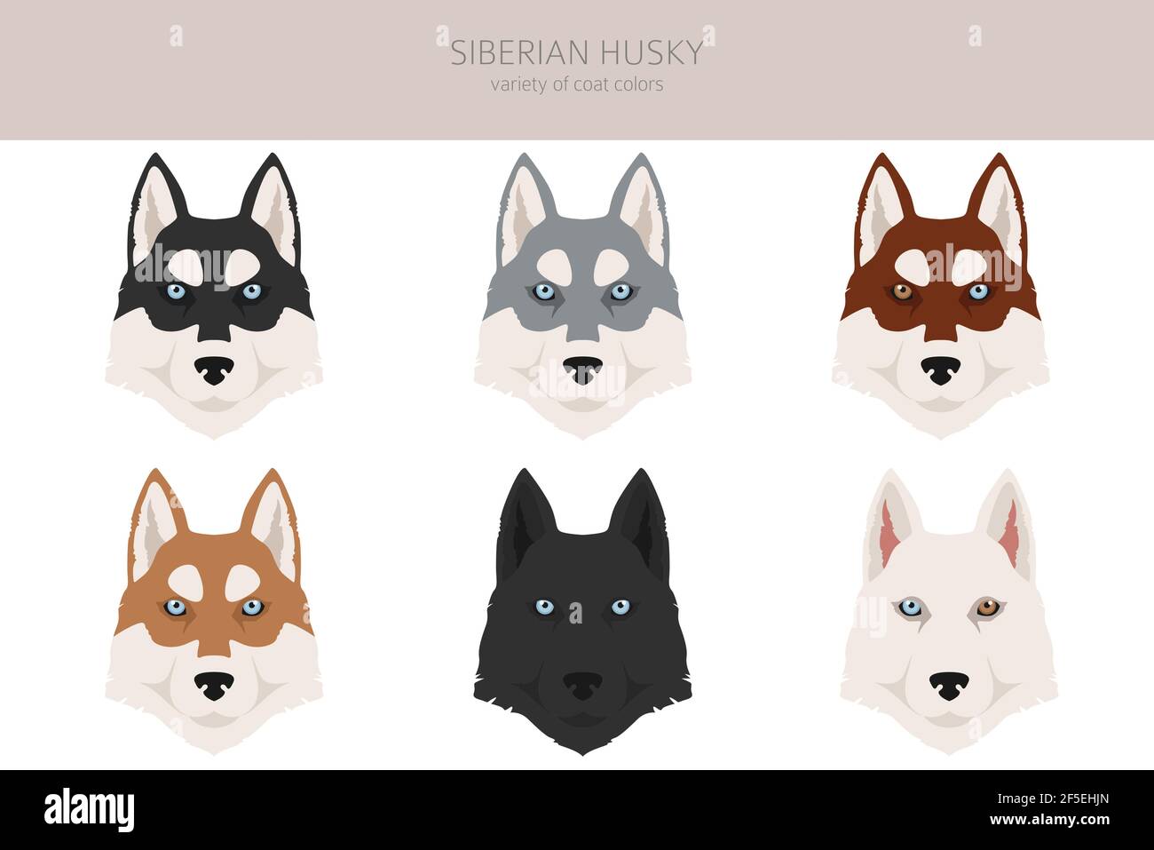 jumts Pabarojiet Viduklis nevar redzēt kvadrāts Pasākums siberian husky  coat types - realsitiograndslam.com