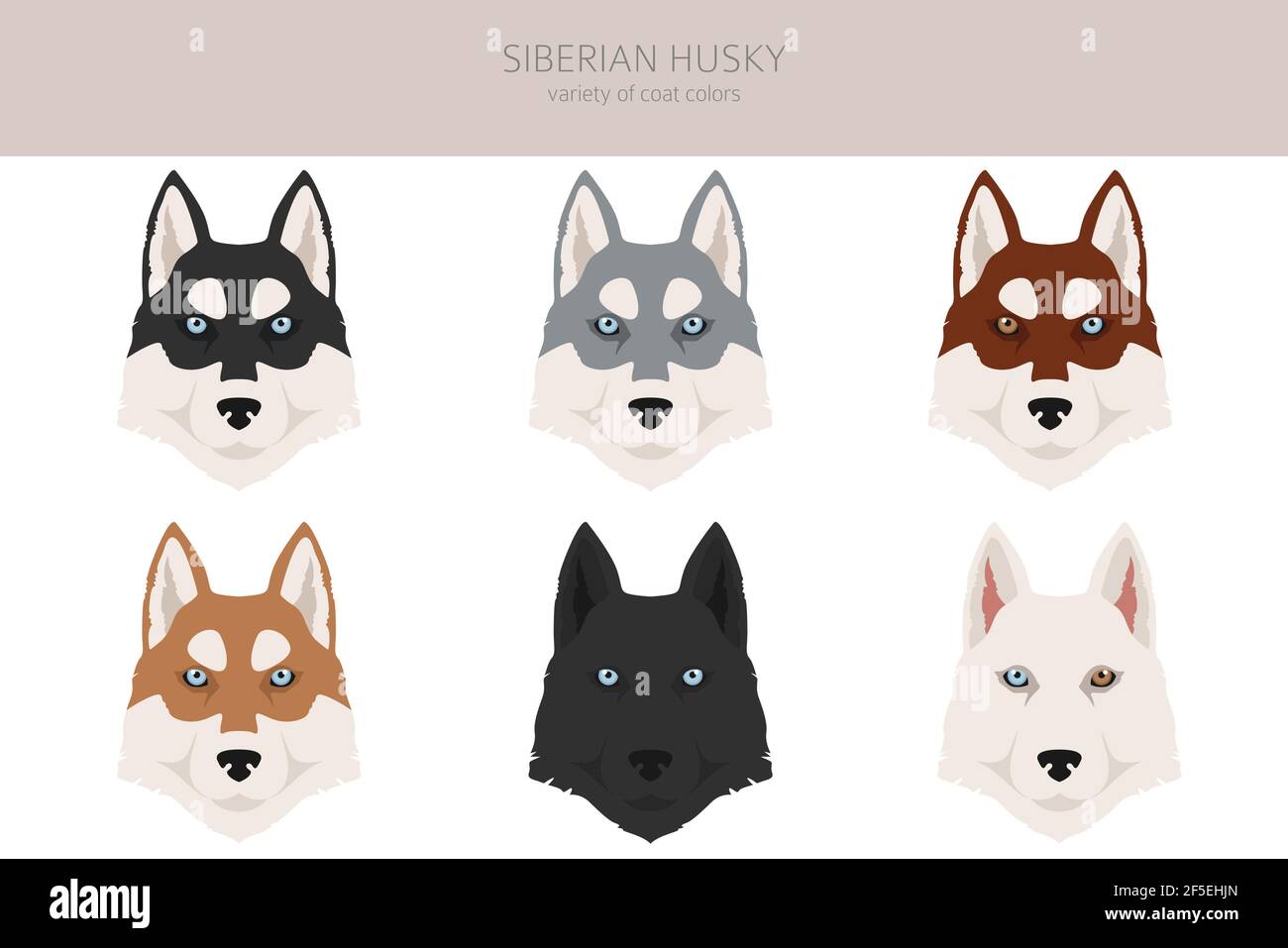 Siberian husky farben