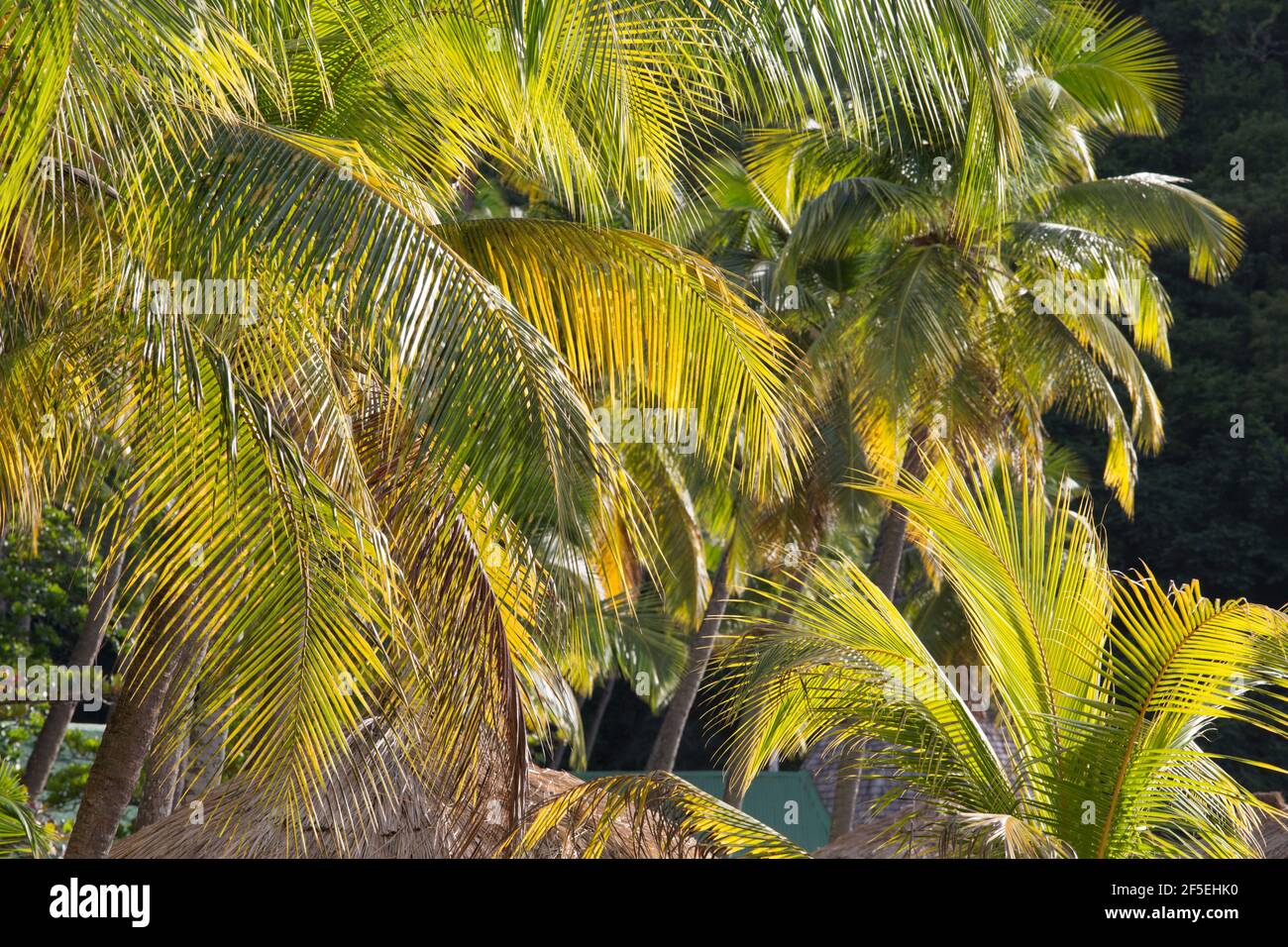 Soufriere, St Lucia. Backlit coconut palm fronds at sunset, Anse Chastanet. Stock Photo