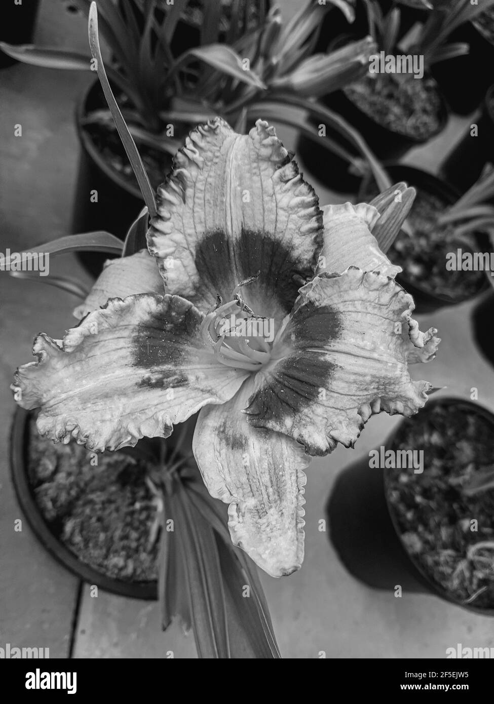 Greenhouse lilies Black and White Stock Photos & Images Alamy