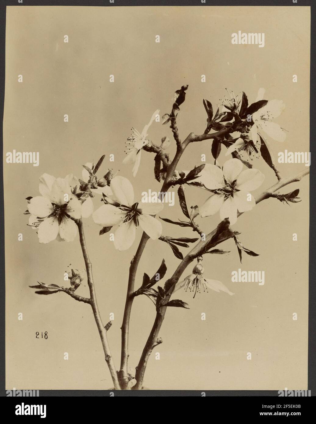 Floral study hi-res stock photography and images - Alamy