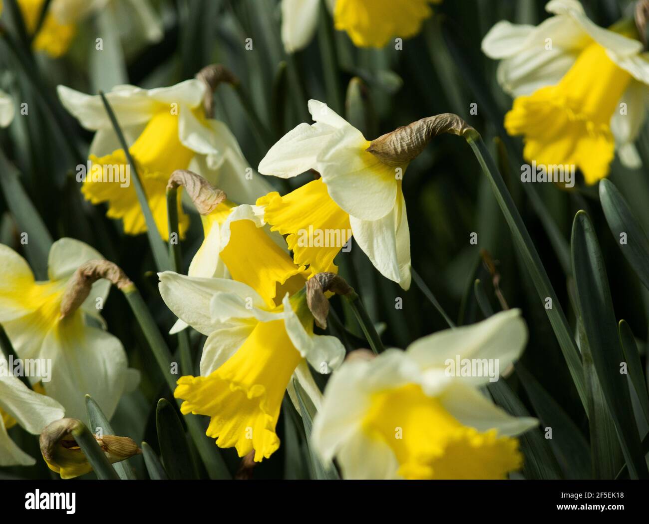 In spring the beds of daffodils erupt in parks, gardens and woodlands bringing an end to the drabness of winter. The Daffodil was introduced to the UK Stock Photo