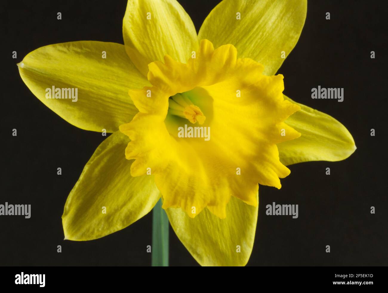 The trumpet shaped inner structure of the Daffodil inflorescence
