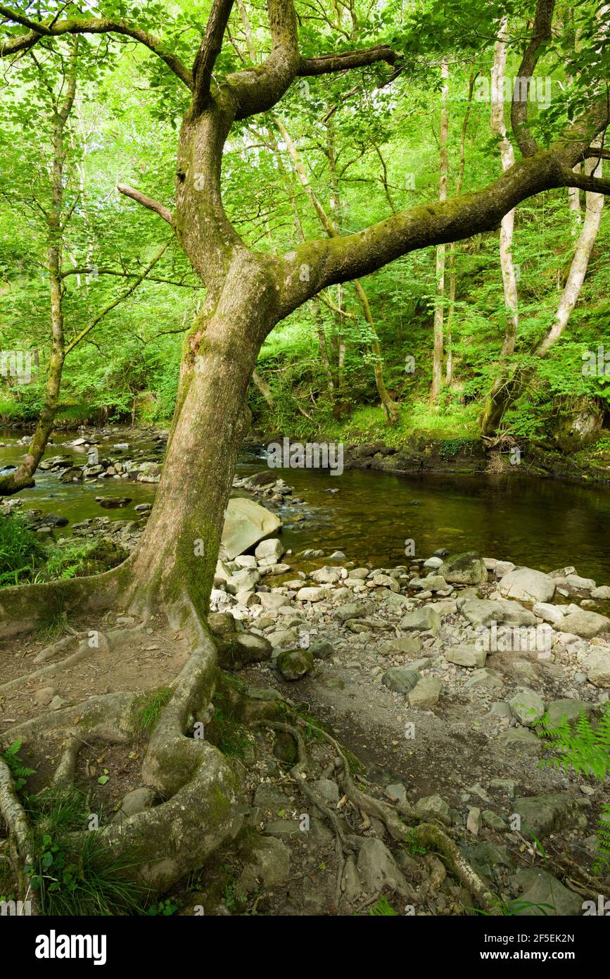 The River Neath in woodland in the Bannau Brycheiniog (Brecon Beacons) National Park, Powys, Wales. Stock Photo