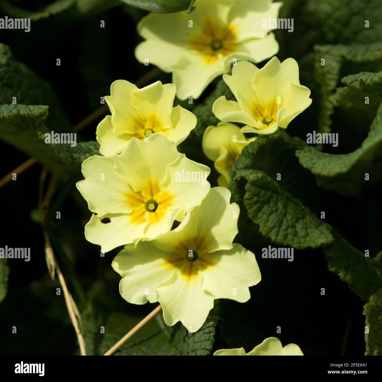 The flowers of the Primrose are an early sign that the season is changing and the ground hugging flowers bring a welcome splash of colour in the grass Stock Photo
