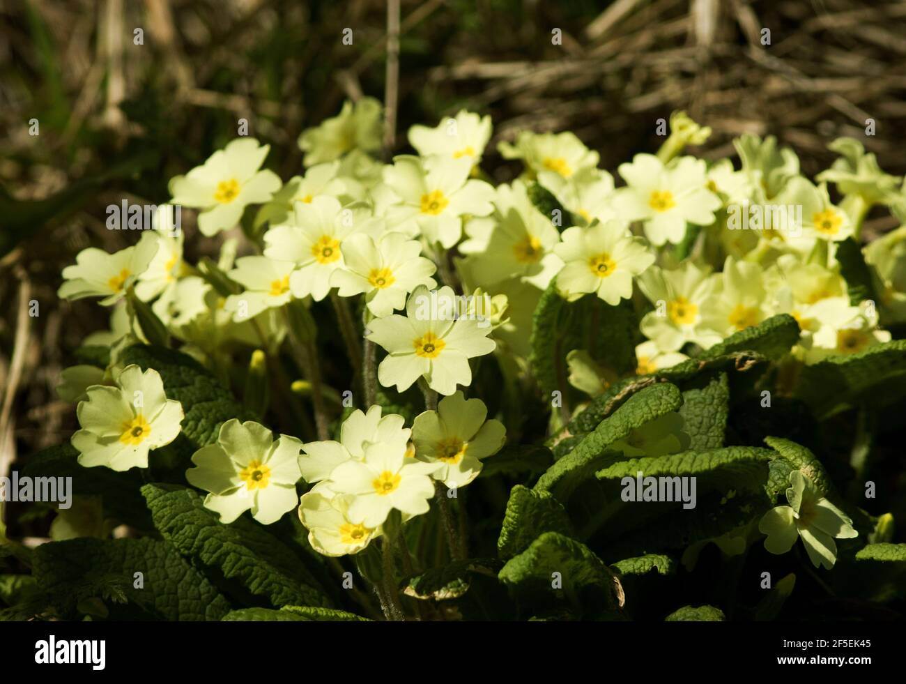 Clumps of Primrose flower at the beginning of spring in grasslands and in clearings in woodland. They are a bright splash of colour Stock Photo