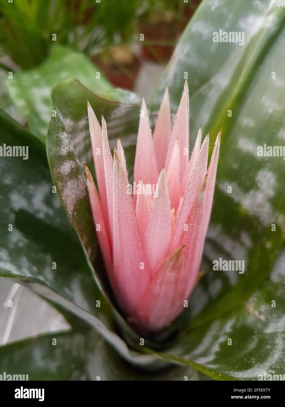 Beautiful blooming Aechmea fasciata flower in the greenhouse close-up Ehmeya or Urn plant background Stock Photo