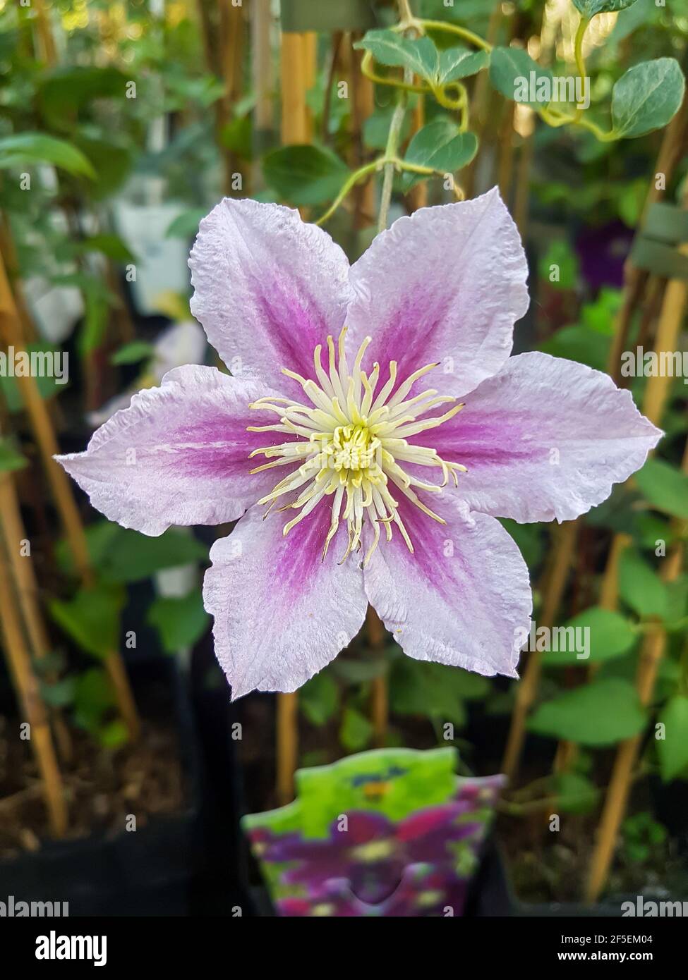 Beautiful clematis flower in the greenhouse close-up Coriflora or Atragene plants background Stock Photo
