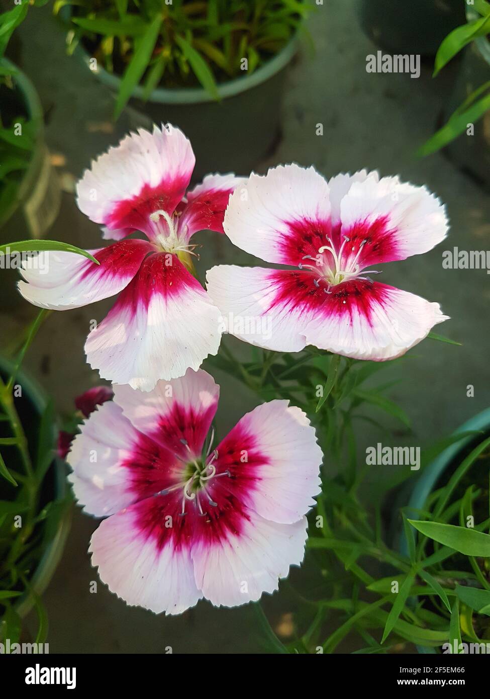 Carnation greenhouse hires stock photography and images Alamy