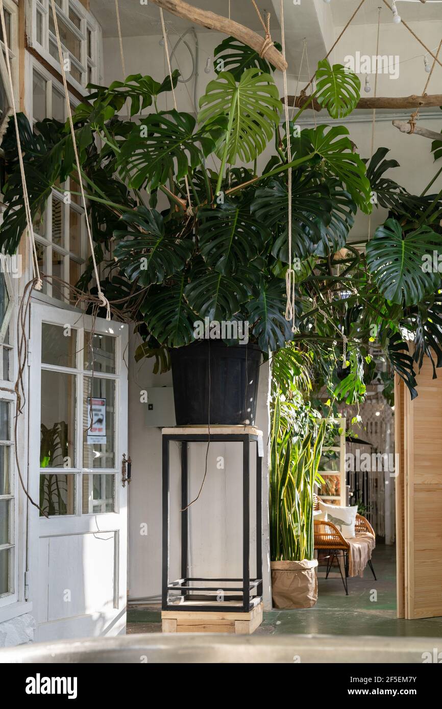 Huge monstera hi-res stock photography and images - Alamy