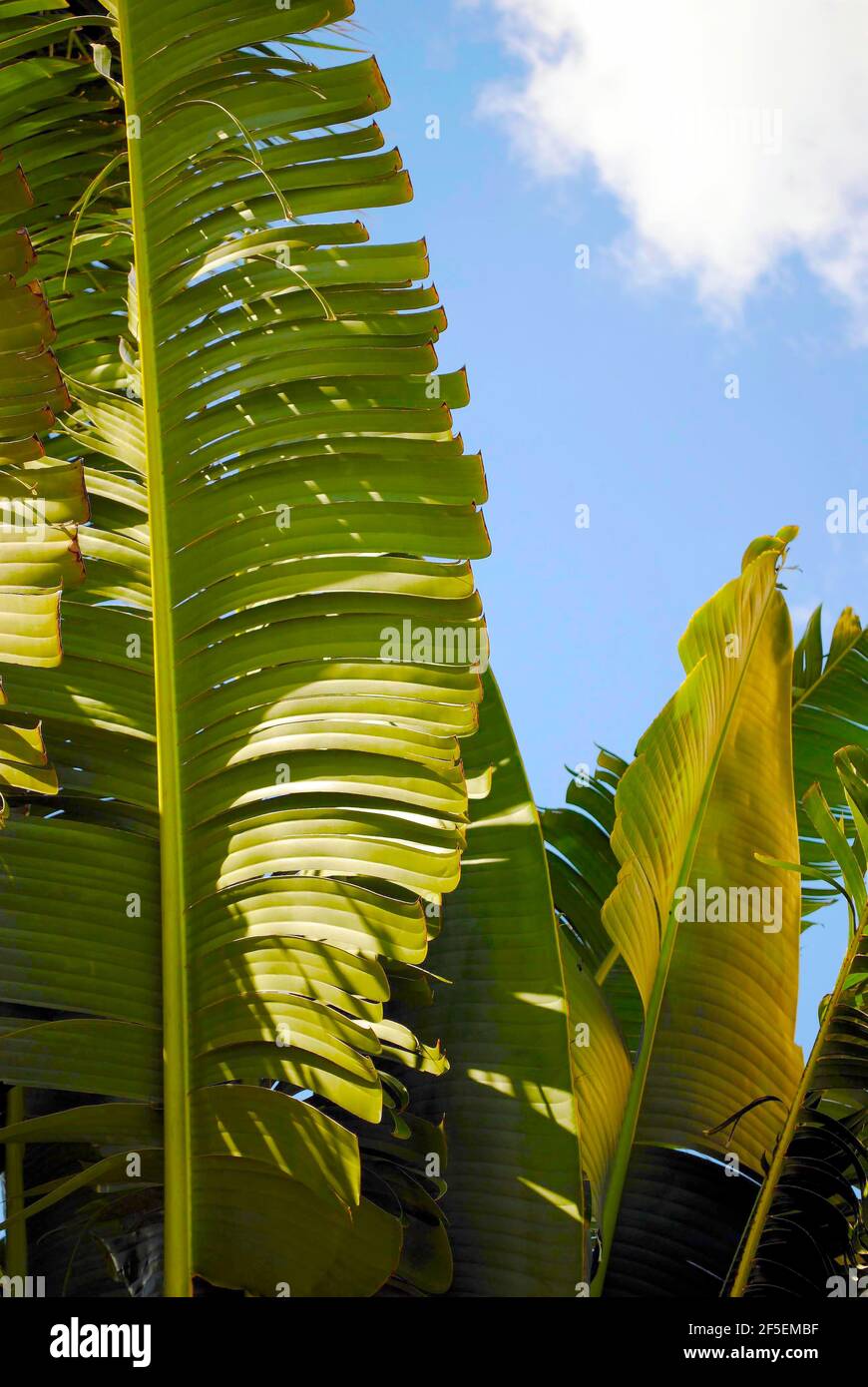 Travellers Palm Latin name Ravenala Madagascariensis Stock Photo - Alamy