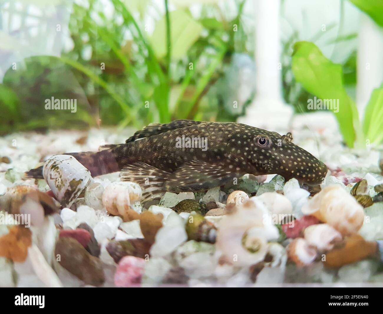 Ancistrus fish in a aquarium Stock Photo