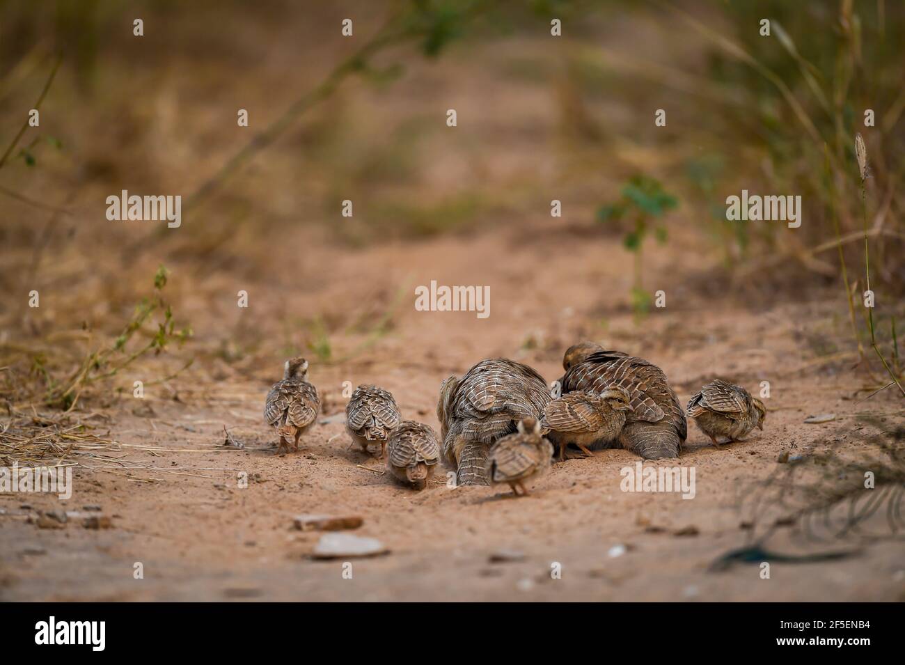 grey francolin or grey partridge or Francolinus pondicerianus family with chicks or babies walking together on a jungle track at Ranthambore national Stock Photo