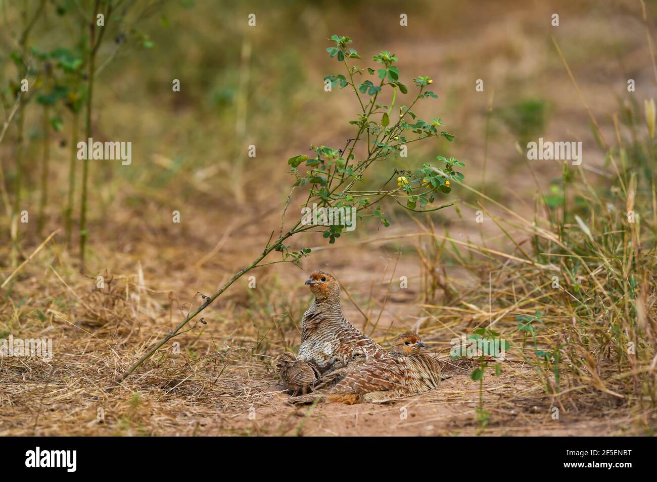 grey francolin or grey partridge or Francolinus pondicerianus family in natural monsoon green background at Ranthambore national park or tiger reserve Stock Photo