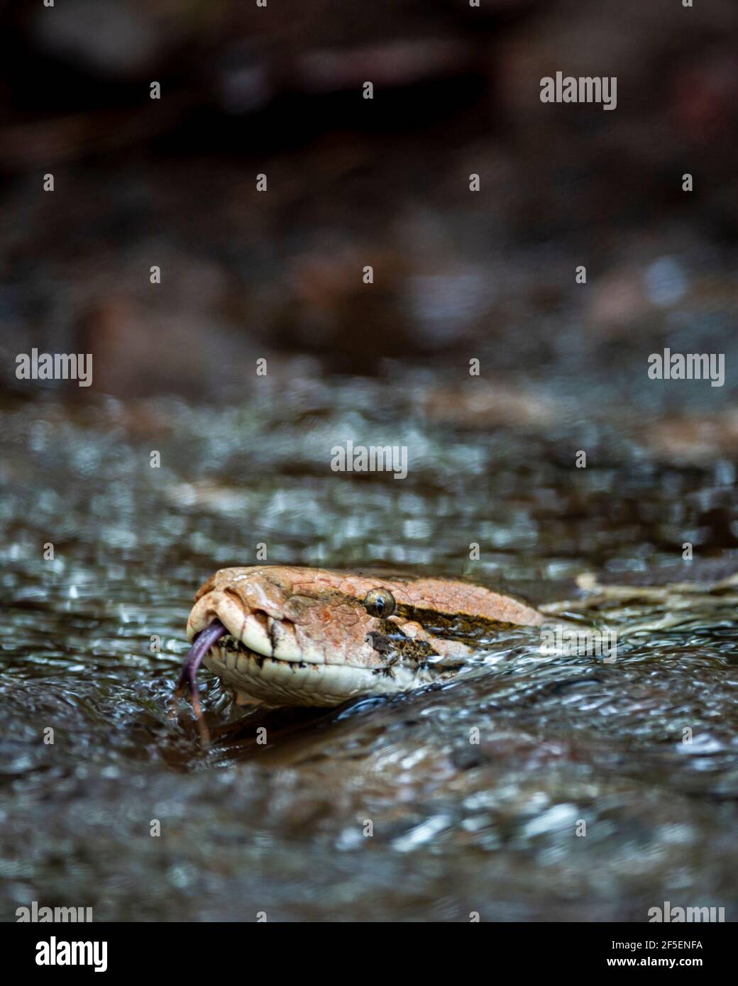 Asian rock python hi-res stock photography and images - Alamy
