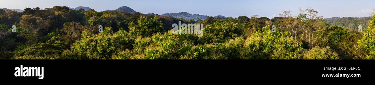 Panoramic view over the rainforest canopy in early morning sunlight, in Soberania national park, Colon province, Republic of Panama. Stock Photo