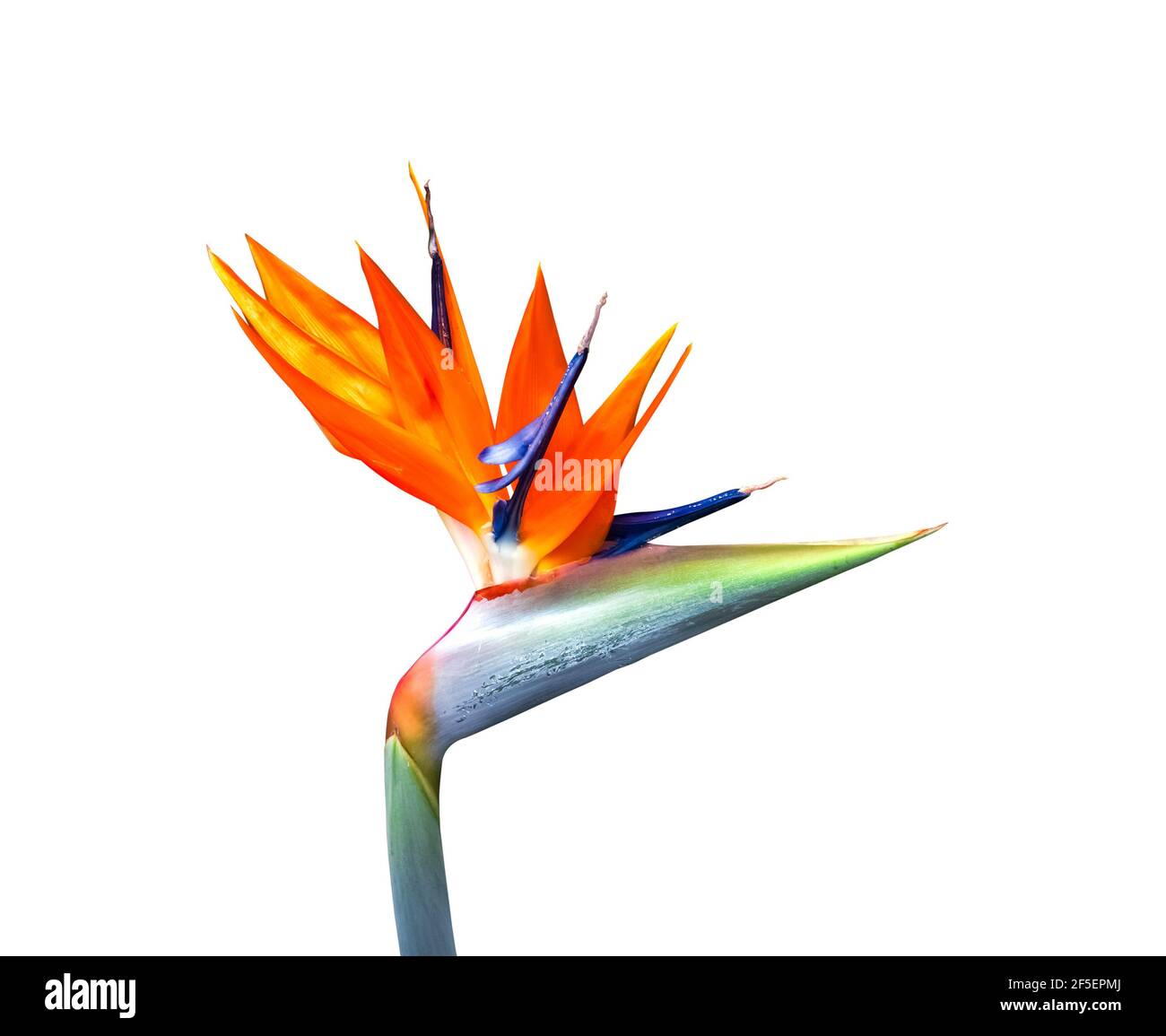 brightly colored bird of paradise flower closeup cutout isolated on a white background Stock brightly colored bird of paradise flower closeup cutout isolated on a white background Stock