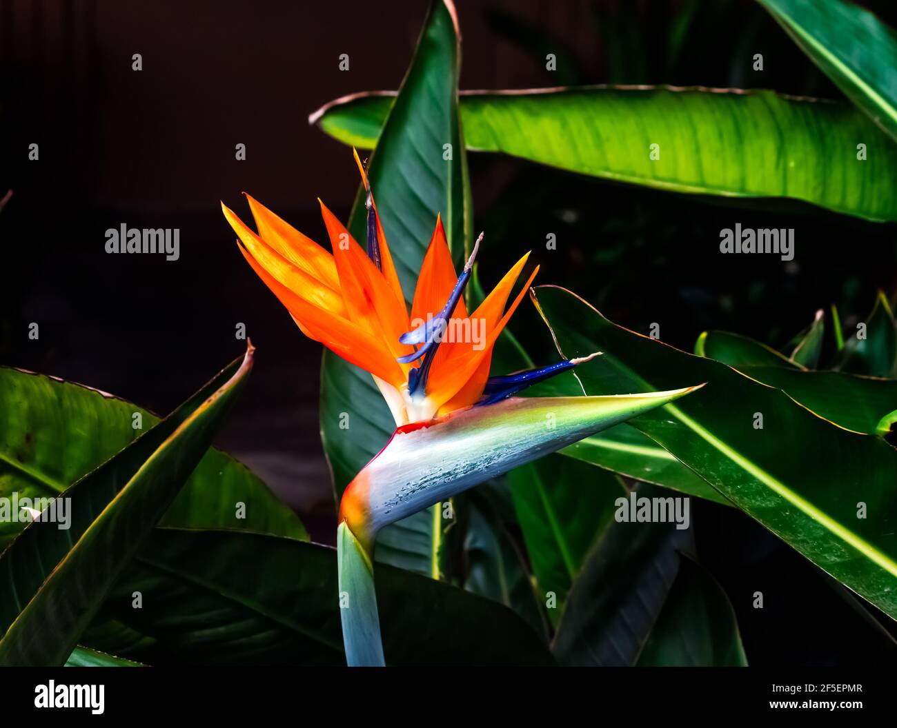 vibrantly colored bird of paradise plant closeup dark green leaf background Stock Photo
