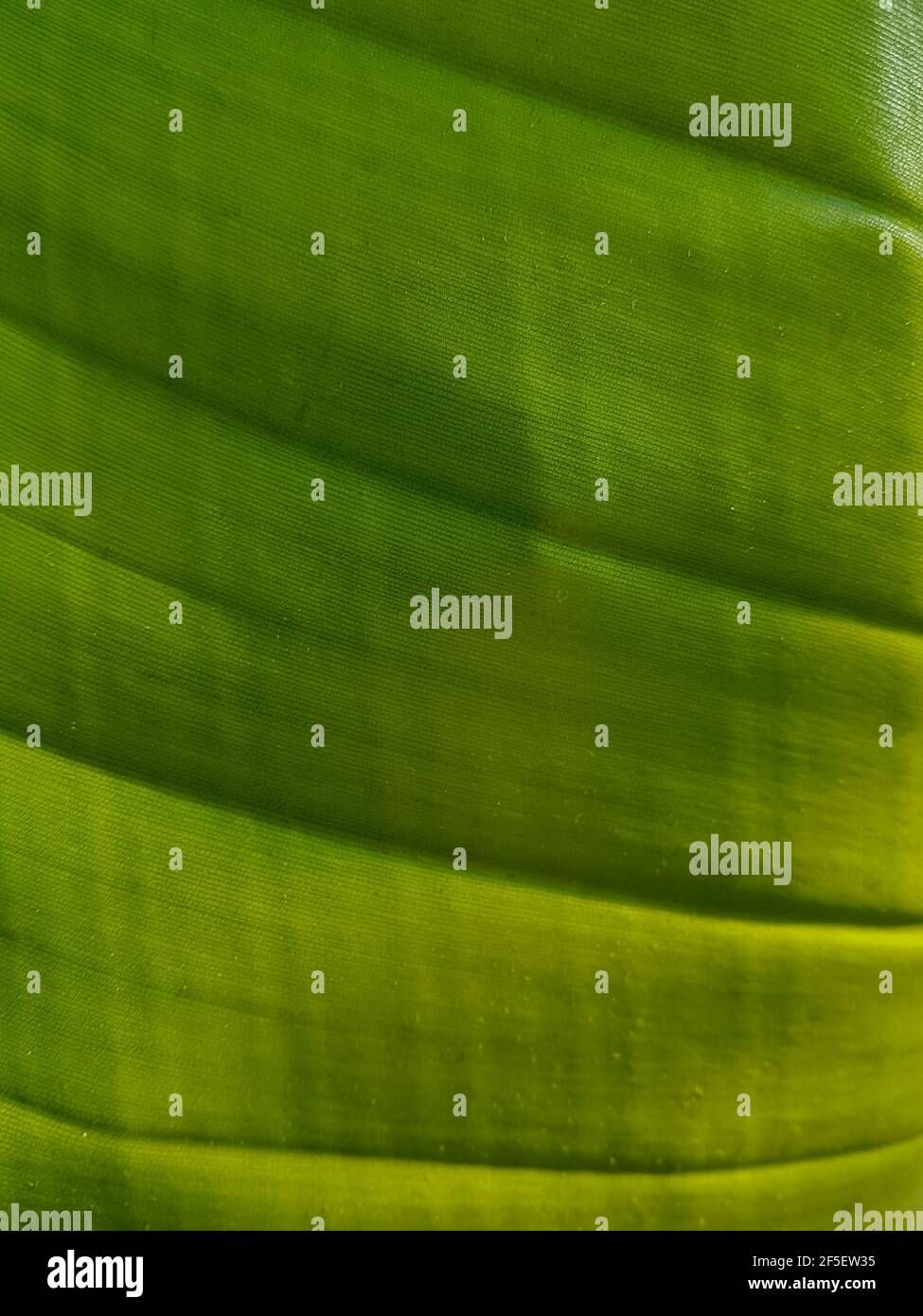 Green leaf texture Nature background Close up Stock Photo - Alamy