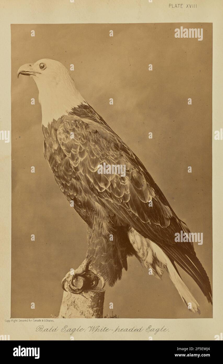 White headed eagle hi-res stock photography and images - Alamy