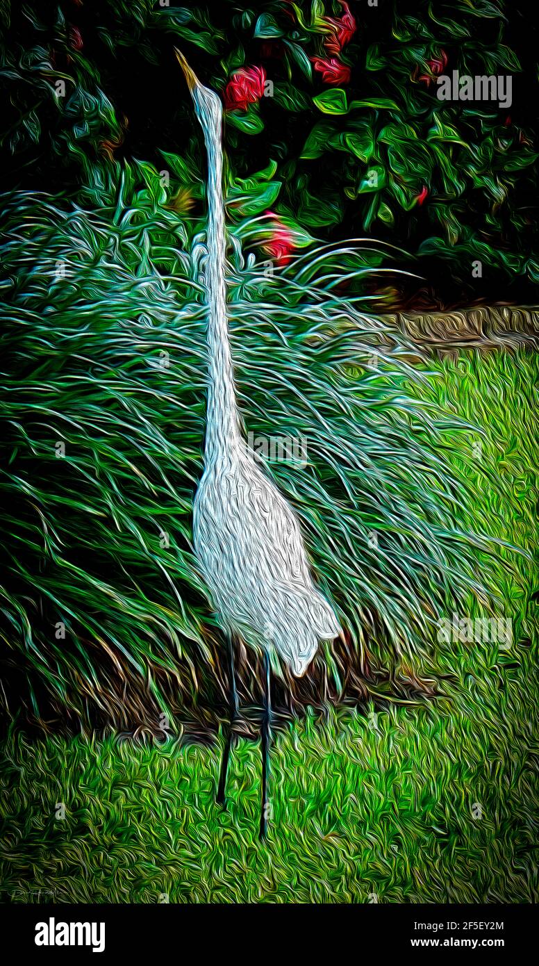 This is a beautiful, high quality art piece of a great egret in a tropical garden. It measures 31.556 in (80.15 cm) x 52.806 in (134.13 cm). The bird Stock Photo