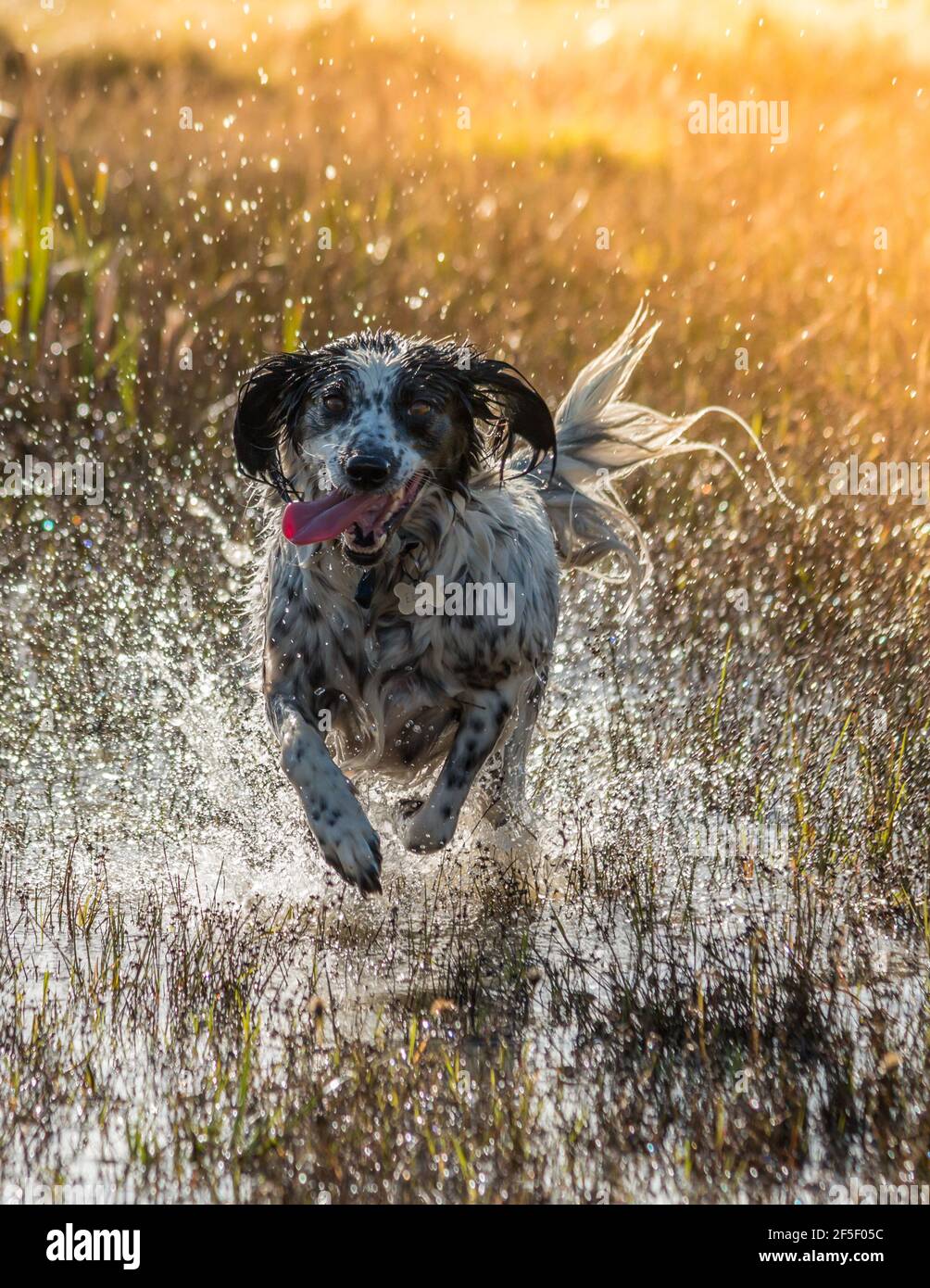 Where would we be without our beautiful dogs ! Stock Photo