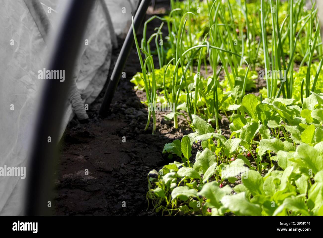 Defocus vegetable gardening. Onion, leek, aragula, spinach, salad, lettuce. Greens, greenery in arch solar house. Organic farming, seedlings growing Stock Photo