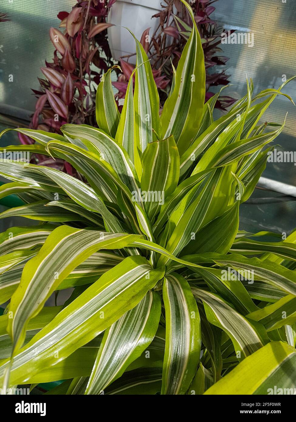 Beautiful Dracaena plant in the greenhouse close-up Nature background Stock Photo