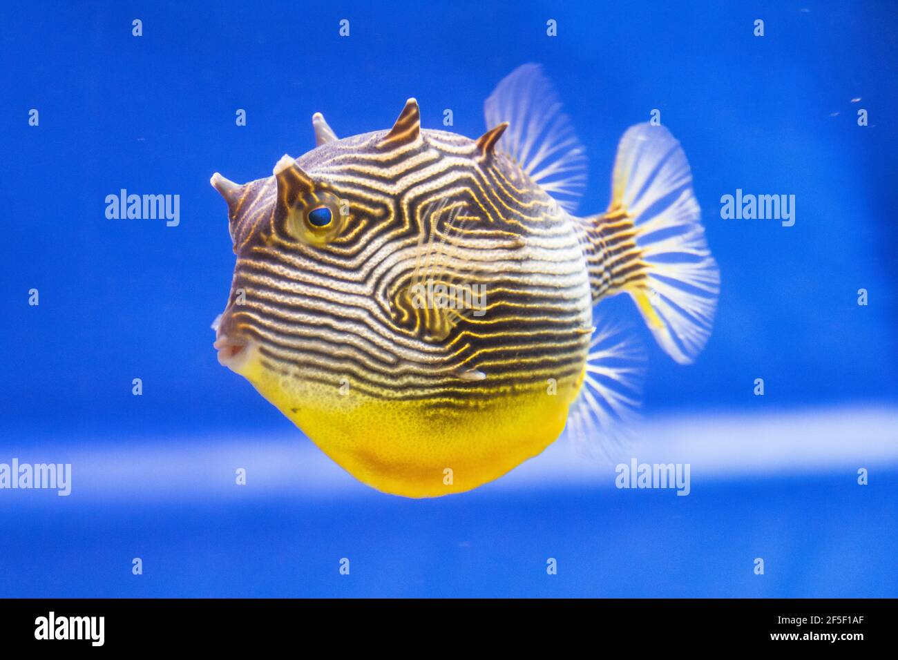 Striped yellow small fish in the warm tropical waters of the Pacific islands Stock Photo