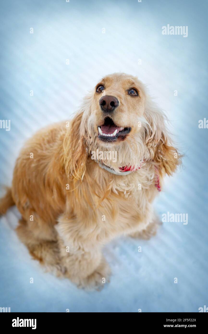 cocker spaniel tear stains