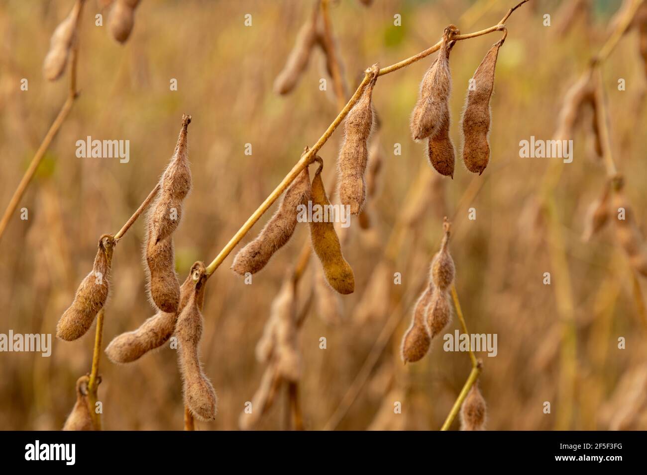 Soy grains farm brazil hi-res stock photography and images - Alamy