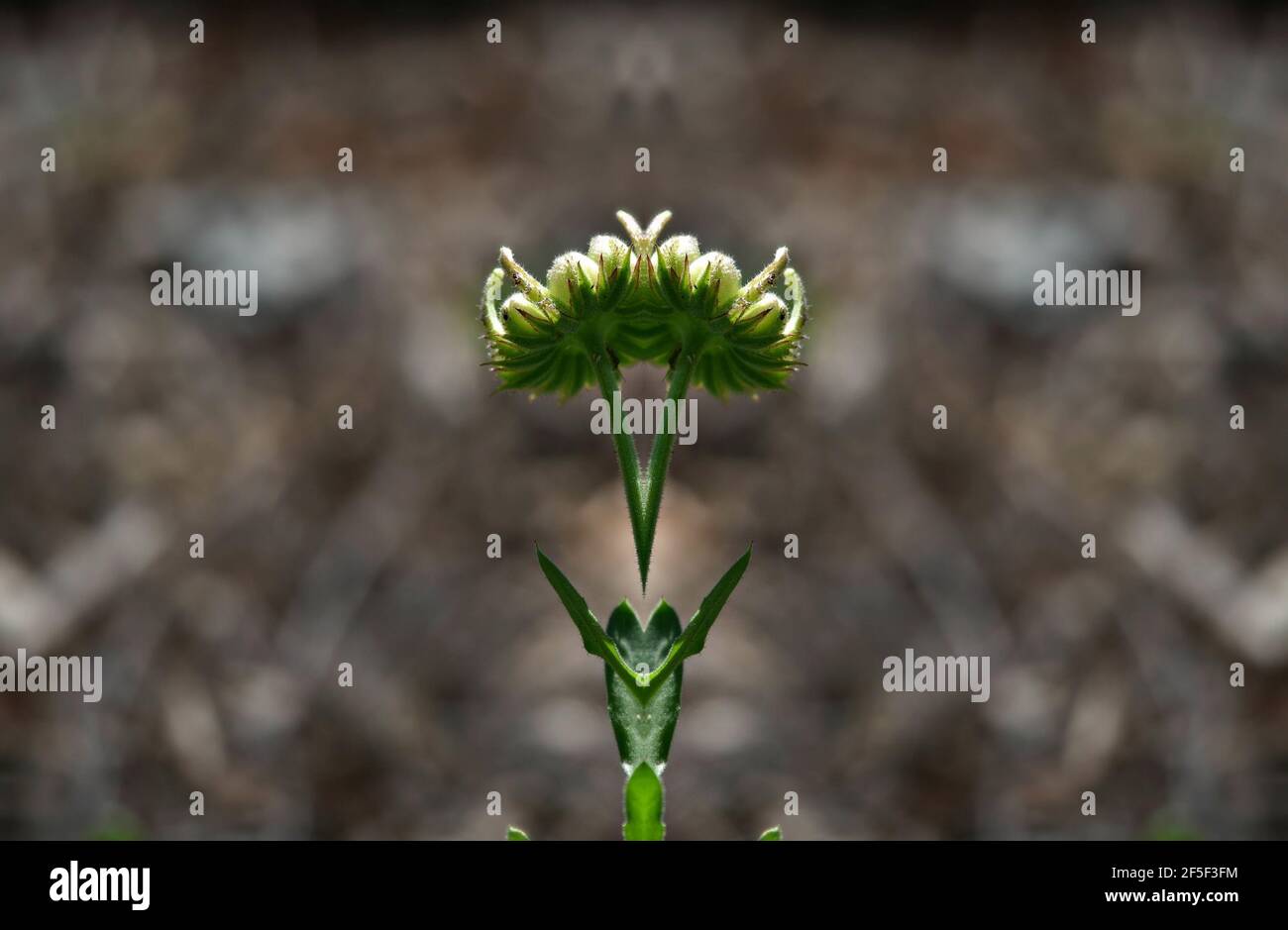 Daisy buds on a symmetrical abstract composition. Stock Photo