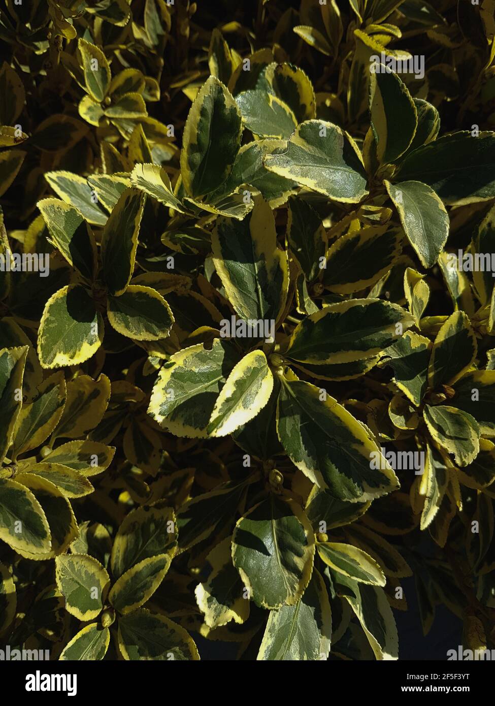 Holly leaves texture close-up Nature background Stock Photo