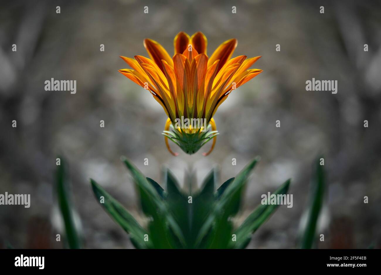 Gazania daisy blooming bud on an abstract composition. Stock Photo
