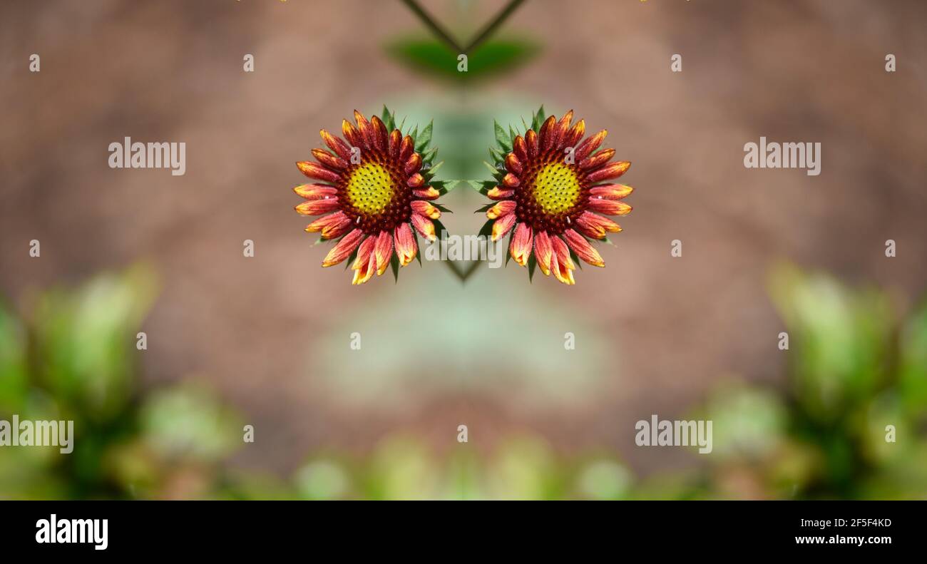 Gazania daisy on a symmetrical abstract composition. Stock Photo