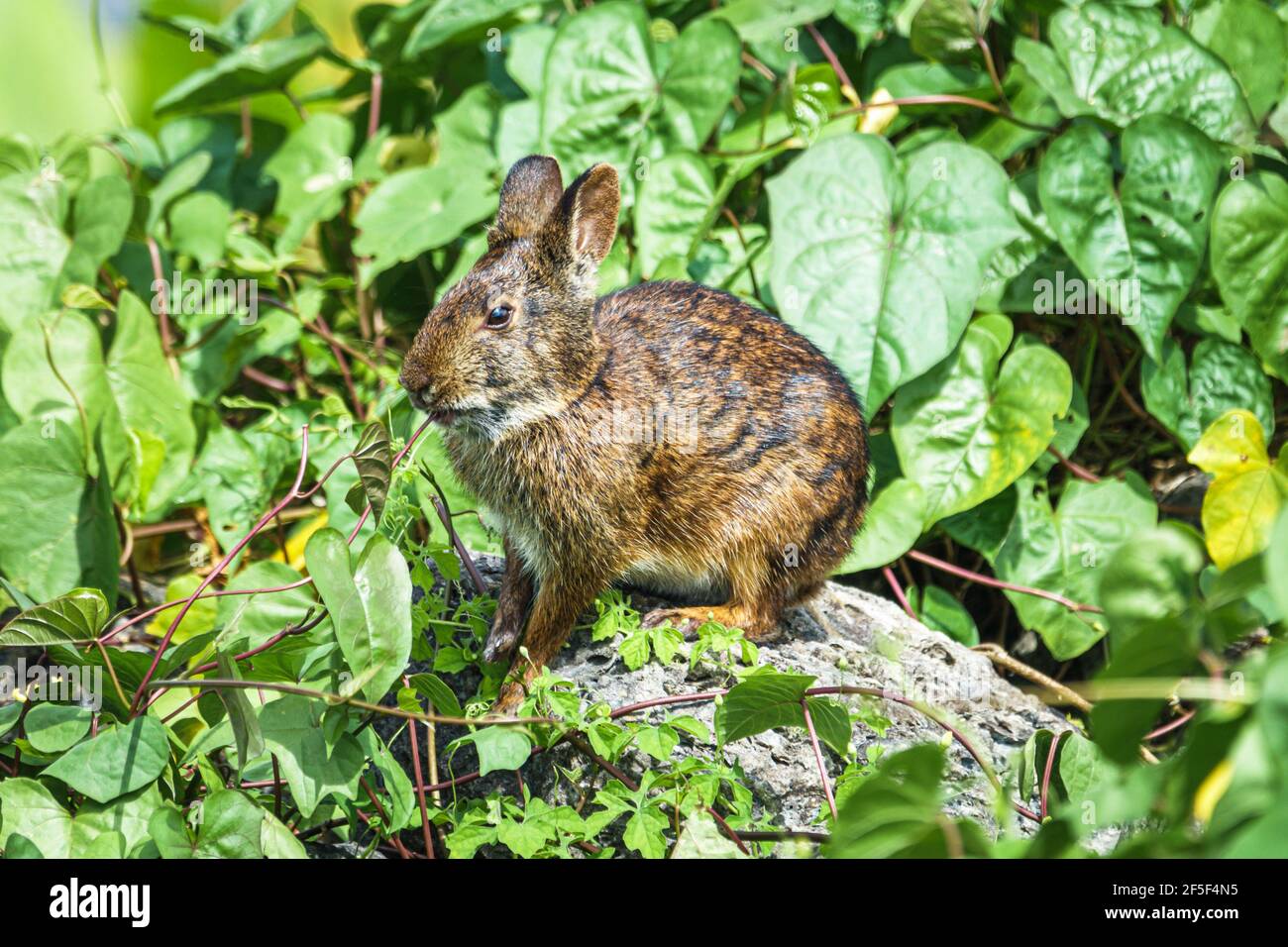 Sylvilagus Palustris