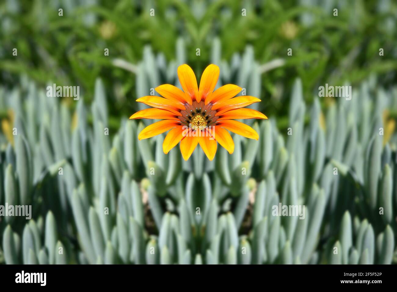 Gazania daisy with orange petals and maroon center on a natural green background. Stock Photo