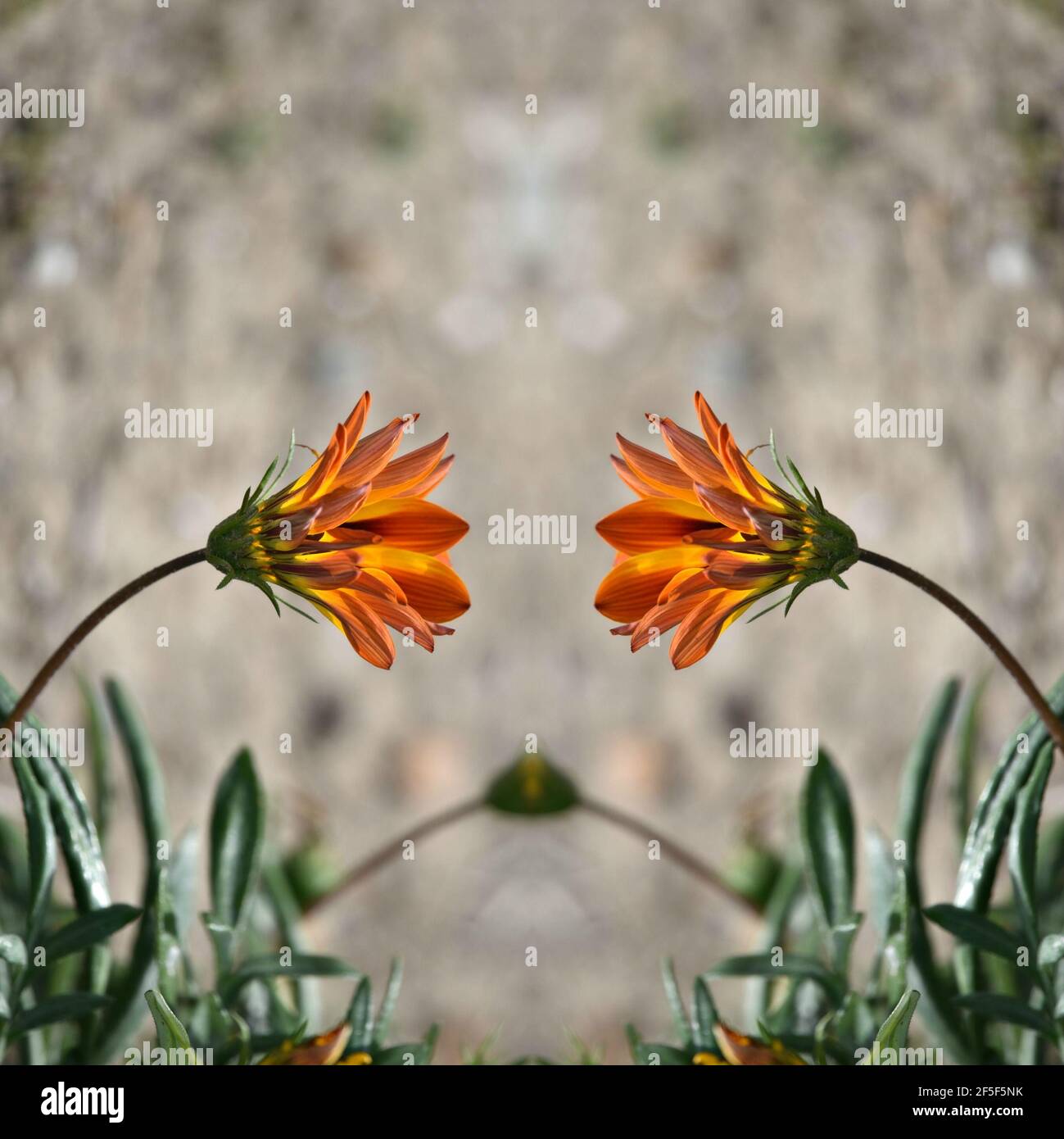 Gazania daisy with bright orange petals on a symmetrical abstract composition. Stock Photo