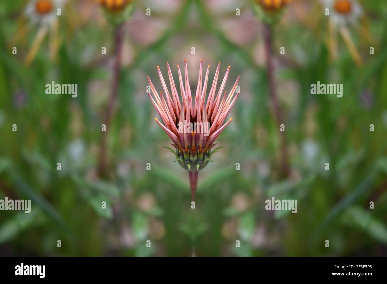Gazania daisy on a natural green background. Stock Photo