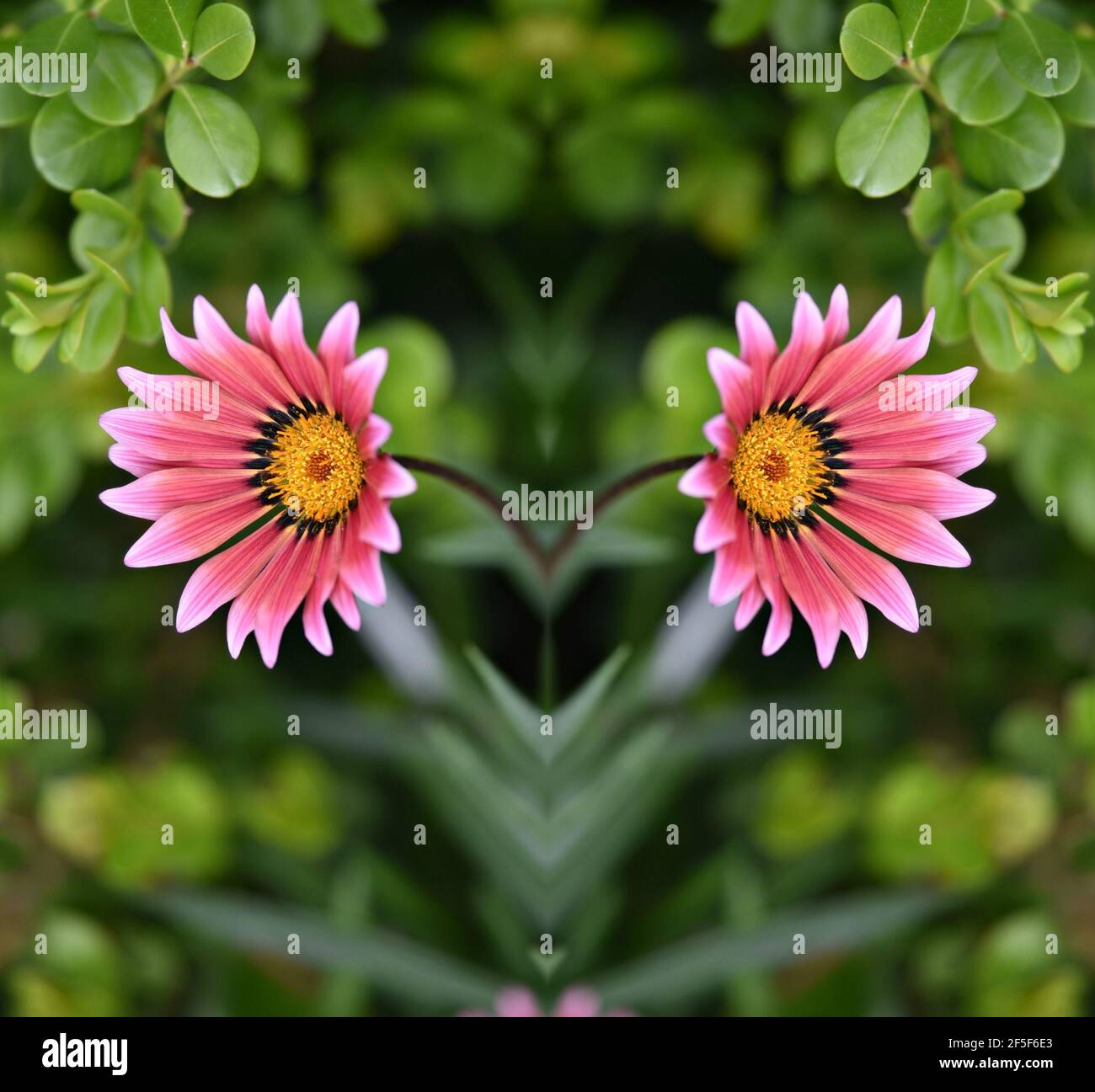 Gerbera daisy with two tone pink petals and yellow center on a natural green background. Stock Photo