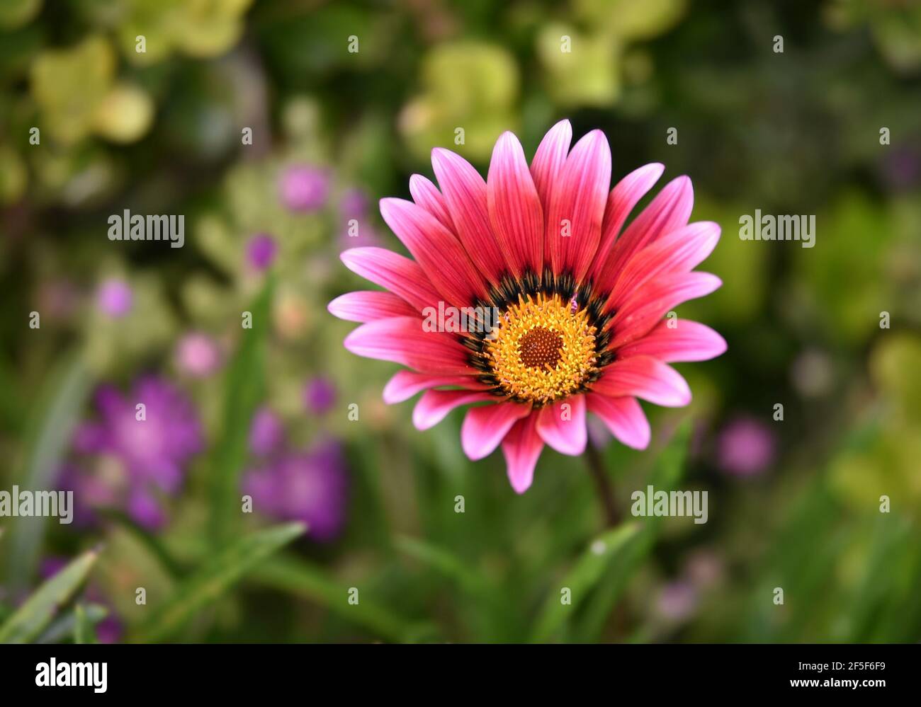Gerbera daisy with two tone pink petals and yellow center on a natural green background. Stock Photo