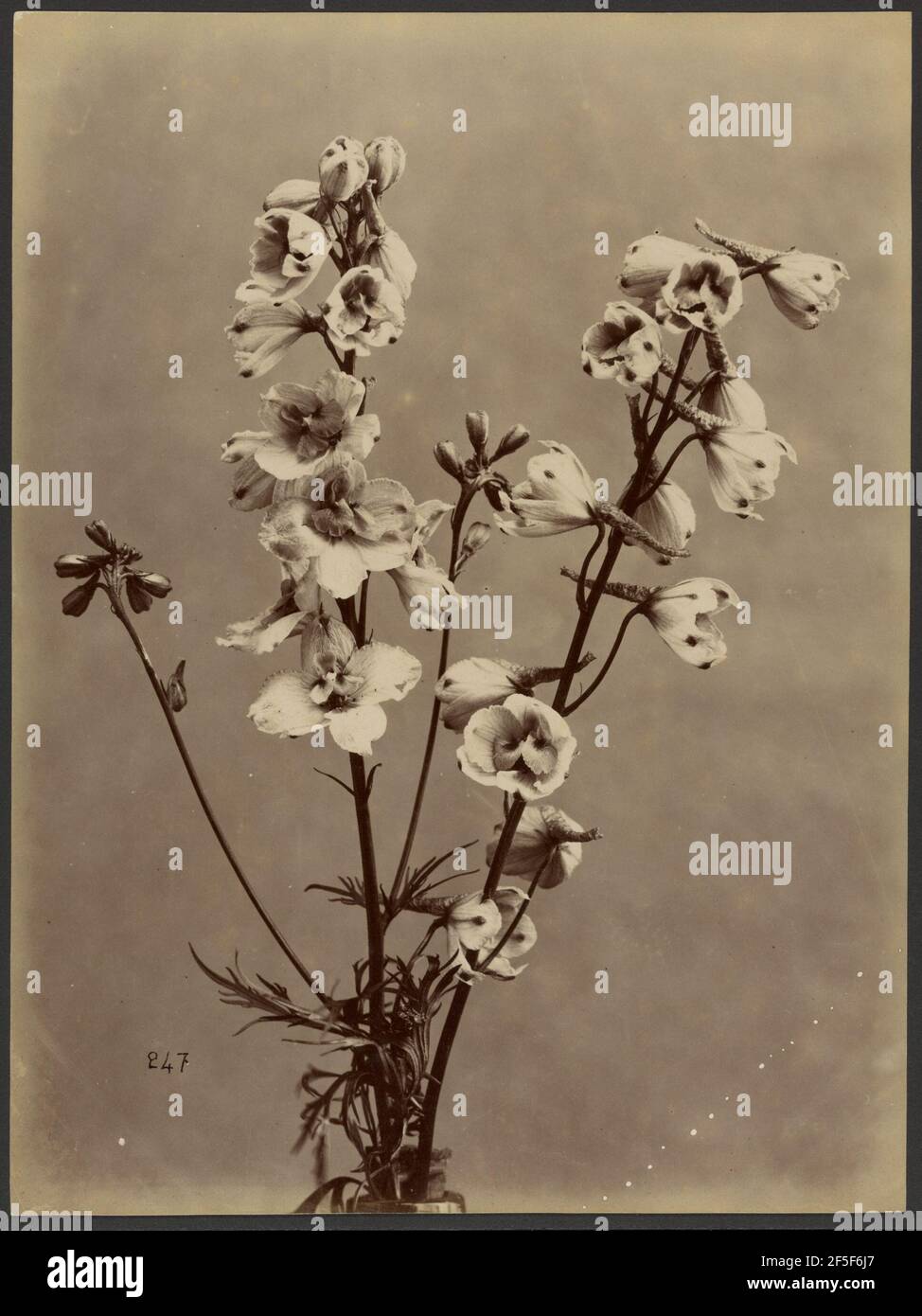 Floral study hi-res stock photography and images - Alamy