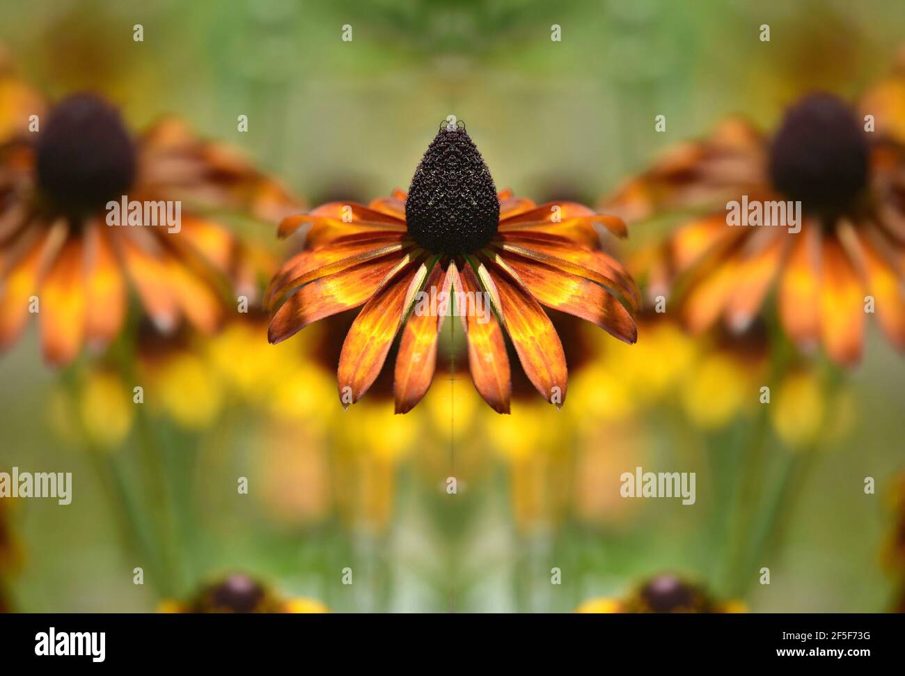 Helenium autumnale (Common sneezeweed) a daisy-like flowering plant with yellow-maroon ray florets on an abstract composition. Stock Photo