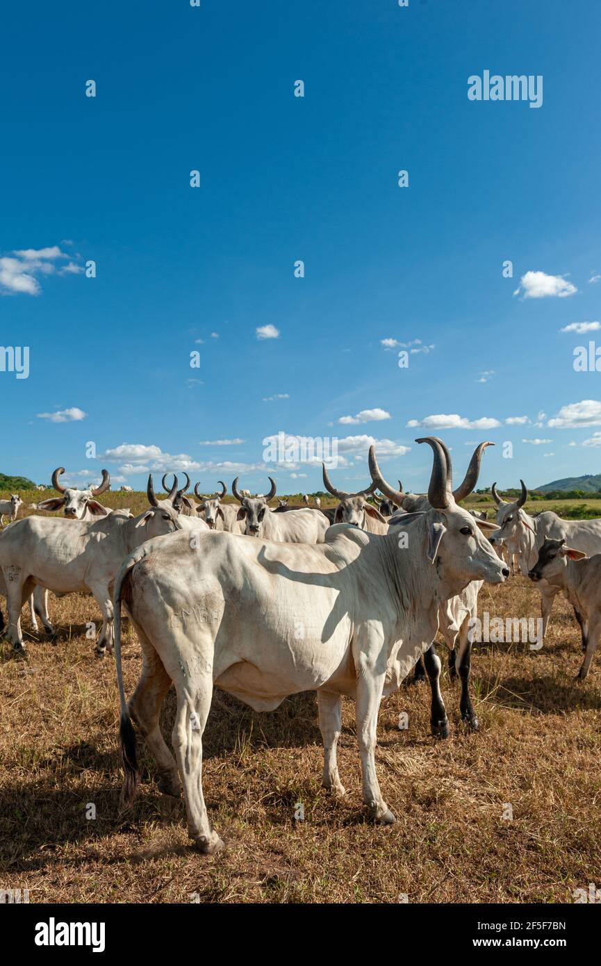 Livestock. Cattle in the field in Alagoinha, Paraiba State, Brazil on April 23, 2012. Stock Photo