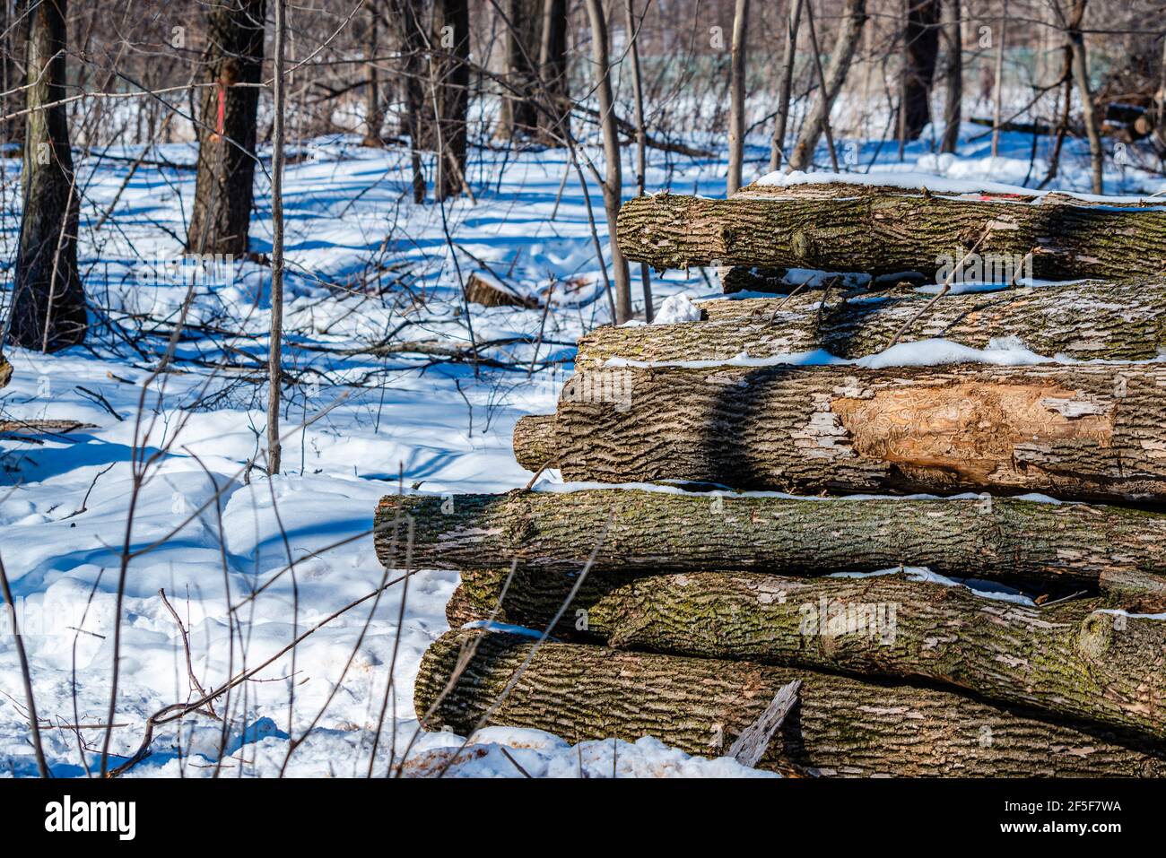 Ash trees have Montreal’s 15milliondollarproblem, emerald ash
