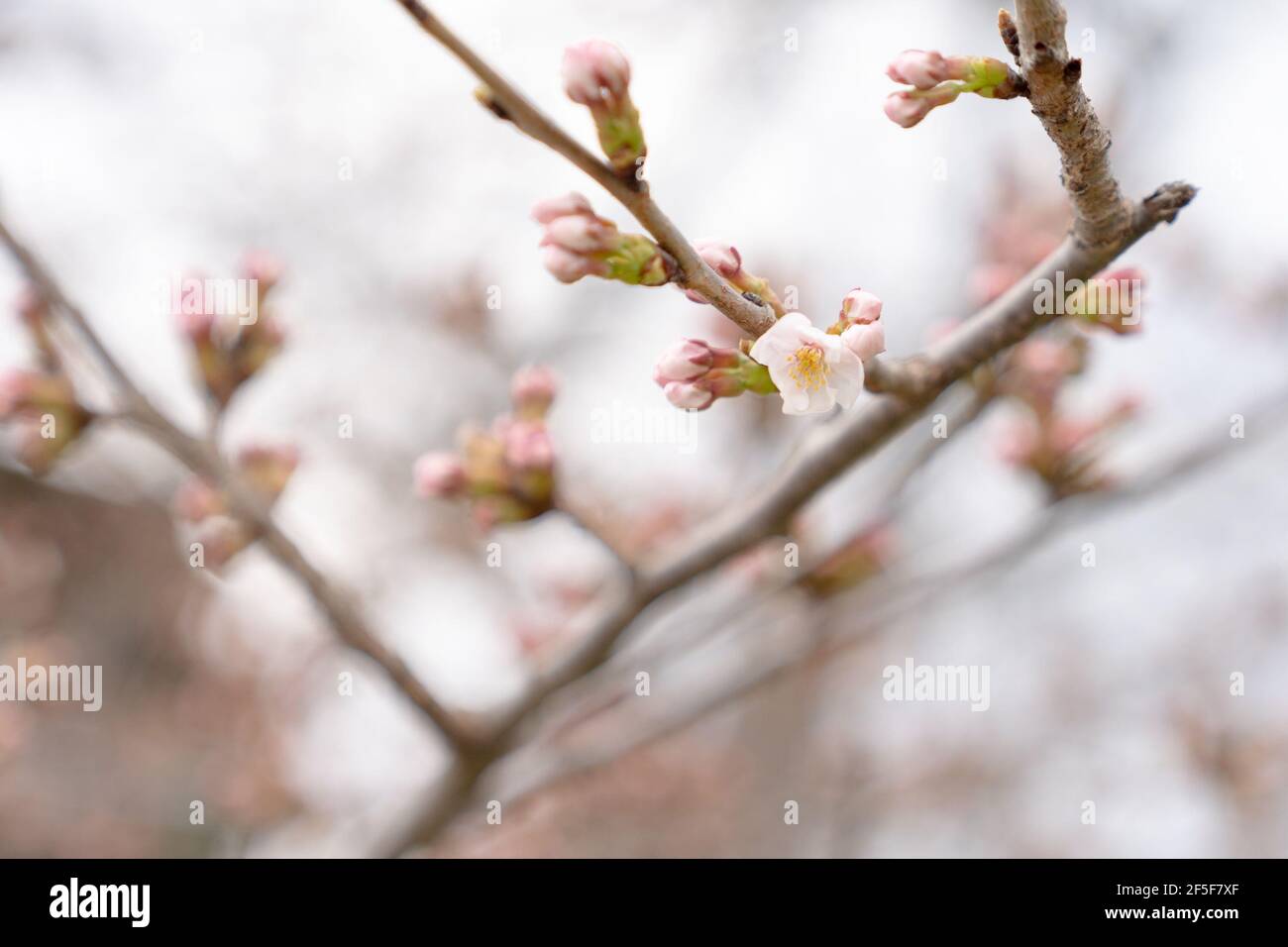 March 25, 2021. Washington DC's Cherry Trees reach 4th of 6 th bloom stages. The national park service will limit the public access to the Tidal Basin during the peak season if the crowds get too big. (Photo by Mihoko Owada/ Credit: Sipa USA/Alamy Live News Stock Photo