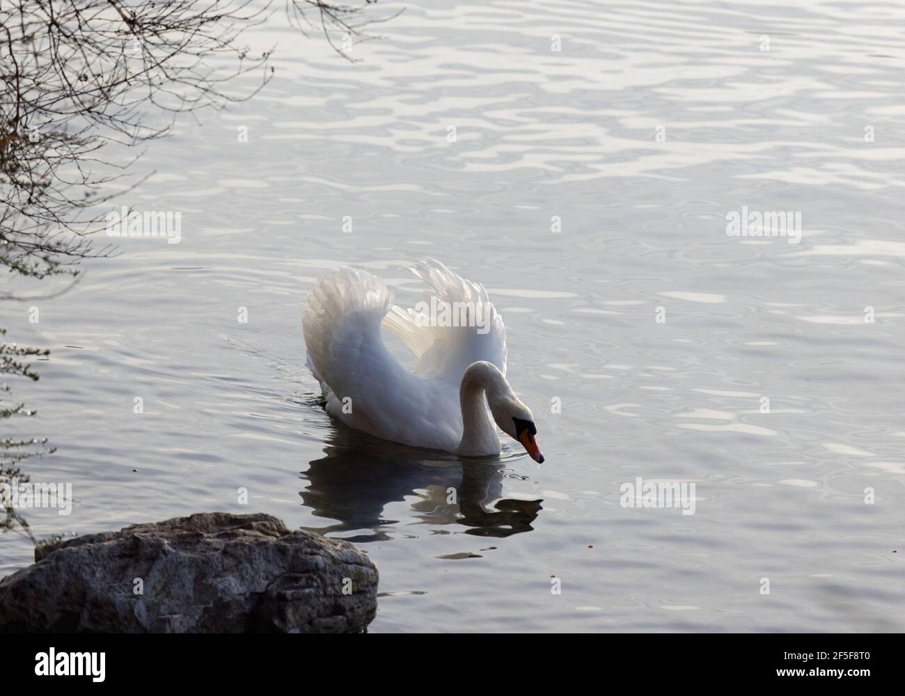 white swan with threatening gesture swims on the lake, wings open to signal to people and other animals to keep distance from him and his nest, front Stock Photo